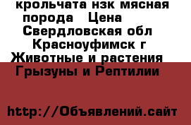 крольчата нзк мясная порода › Цена ­ 500 - Свердловская обл., Красноуфимск г. Животные и растения » Грызуны и Рептилии   